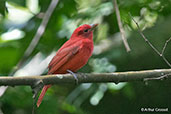 Male Summer Tanager Pico Bonito, Honduras, March 2015 - click on image for a larger view