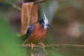 White-plumed Antbird, São Gabriel da Cachoeira, Amazonas, Brazil, August 2004 - click for larger image