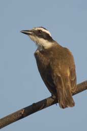 Great Kiskadee, Aguas de São Pedro, São Paulo, Brazil, August 2004 - click for larger image