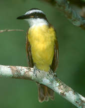 Great Kiskadee, Canastra, Minas Gerais, Brazil, April 2001 - click for larger image