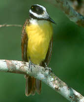 Great Kiskadee, Canastra, Minas Gerais, Brazil, April 2001 - click for larger image