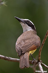 Great Kiskadee, Copan Ruinas, Honduras, March 2015 - click for larger image