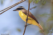 Great Kiskadee, Copan Ruinas, Honduras, March 2015 - click for larger image