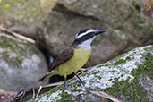 Great Kiskadee, Nova Friburgo, Rio de Janeiro, October 2022 - click for larger image