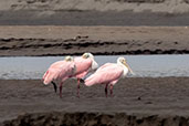 Roseate Spoonbill, Rio Napo, Sucumbios, Ecuador, November 2019 - click for larger image