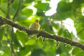 Yellow-throated Spadebill, Wildsumaco Lodge, Napo, Ecuador, November 2019 - click on image for a larger view