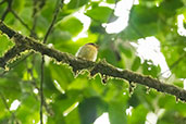 Yellow-throated Spadebill, Wildsumaco Lodge, Napo, Ecuador, November 2019 - click on image for a larger view