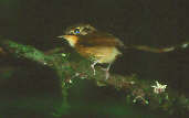 White-throated Spadebill, Capricôrnio, São Paulo, Brazil, April 2001 - click for larger image