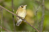 White-throated Spadebill, Serra de Baturité, Ceará, Brazil, October 2008 - click for larger image