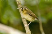 White-throated Spadebill, Serra de Baturité, Ceará, Brazil, October 2008 - click for larger image