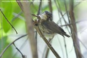 White-throated Spadebill, Boa Nova, Bahia, Brazil, October 2008 - click for larger image