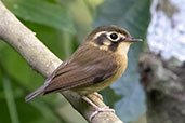 White-throated Spadebill, Tres Picos, Rio de Janeiro, Brazil, October 2022 - click for larger image