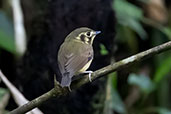 White-throated Spadebill, Intervales, Sao Paulo, Brazil, October 2022 - click for larger image