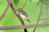 White-crested Spadebill, Caxiuanã, Pará, Brazil, November 2005 - click for larger image