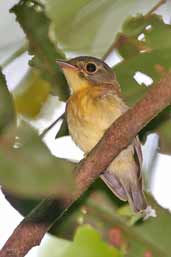 White-crested Spadebill, Caxiuanã, Pará, Brazil, November 2005 - click for larger image