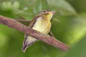 White-crested Spadebill, Caxiuanã, Pará, Brazil, November 2005 - click for larger image