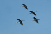 White-faced Ibis, Rio Grande do Sul, Brazil, August 2004 - click for larger image