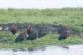 White-faced Ibis, Lago Villarica, Chile, November 2005 - click for larger image