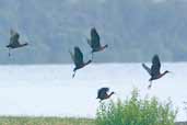 White-faced Ibis, Lago Villarica, Chile, November 2005 - click for larger image