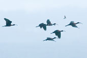 White-faced Ibis, Lago Villarica, Chile, November 2005 - click for larger image