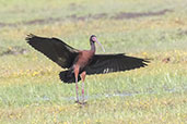 White-faced Ibis, Lagoa do Peixe, Rio Grande do Sul, Brazil, October 2022 - click for larger image