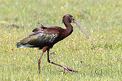 White-faced Ibis, Lagoa do Peixe, Rio Grande do Sul, Brazil, October 2022 - click for larger image