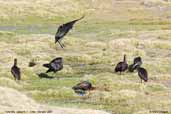 Puna Ibis, Lauca N. P., Chile, February 2007 - click for larger image