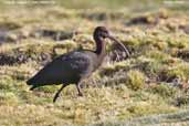 Puna Ibis, Lauca N. P., Chile, February 2007 - click for larger image
