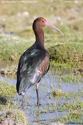 Puna Ibis, Lauca N. P., Chile, February 2007 - click for larger image