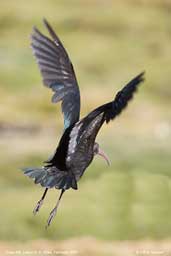 Puna Ibis, Lauca N. P., Chile, February 2007 - click for larger image