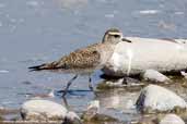 American Golden Plover, Arica, Chile, February 2007 - click for larger image