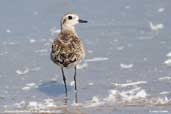 American Golden Plover, Arica, Chile, February 2007 - click for larger image