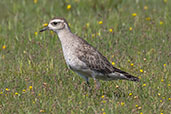 American Golden Plover, Lagoa do Peixe, Rio Grande do Sul, Brazil, October 2022 - click for larger image