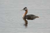 Great Grebe, Taim, Rio Grande do Sul, Brazil, August 2004 - click for larger image