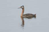 Great Grebe, Taim, Rio Grande do Sul, Brazil, August 2004 - click for larger image