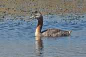 Great Grebe, Concon, Chile, November 2005 - click for larger image