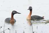 Great Grebe, Lago Villarica, Chile, November 2005 - click for larger image