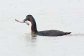 Great Grebe, Lago Villarica, Chile, November 2005 - click for larger image