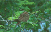 Female Nacunda Nighthawk, Marchantaria, Amazonas, Brazil, April 2001 - click for larger image