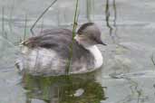 Silvery Grebe, Lago Villarica, Chile, November 2005 - click for larger image