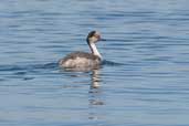 Silvery Grebe, Caulin, Chiloe, Chile, November 2005 - click for larger image