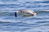 Silvery Grebe, Lauca N.P., Chile, February 2007 - click for larger image