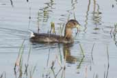 Pied-billed Grebe, Taim, Rio Grande do Sul, Brazil, August 2004 - click for larger image