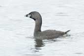 Pied-billed Grebe, Lago Villarica, Chile, November 2005 - click for larger image