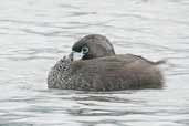 Pied-billed Grebe, Lago Villarica, Chile, November 2005 - click for larger image