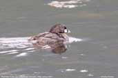 Pied-billed Grebe, Vichuquén, Chile, January 2007 - click for larger image