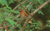 Hoary-throated Spinetail, Roraima, Brazil, July 2001 - click for larger image