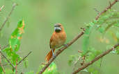 Hoary-throated Spinetail, Roraima, Brazil, July 2001 - click for larger image