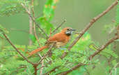 Hoary-throated Spinetail, Roraima, Brazil, July 2001 - click for larger image