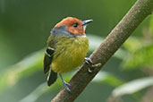 Lulu's Tody-flycatcher, Abra Patricia, San Martin, Peru, October 2018 - click for larger image